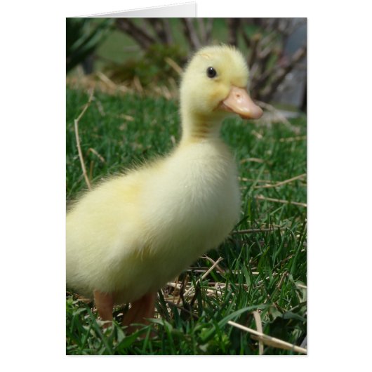 Pekin Duckling (Vorne)