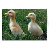 Pekin Ducklings (Vorderseite (Horizontal))