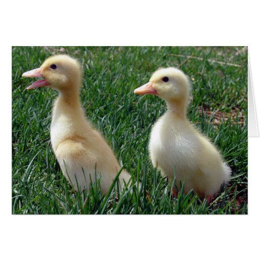 Pekin Ducklings (Vorderseite (Horizontal))