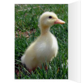 Pekin Ducklings (Innen (Links))