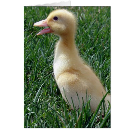 Pekin Ducklings (Vorne)