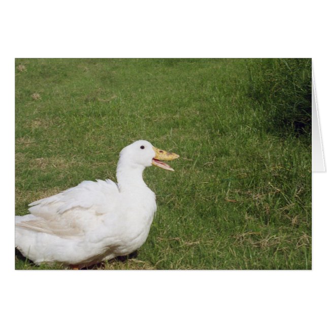 Pekin-Ente mit offenem Schein auf grünem Gras (Vorderseite (Horizontal))