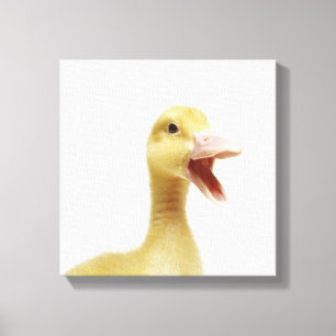 Pekin Entenküken, Kopfschuß Leinwanddruck