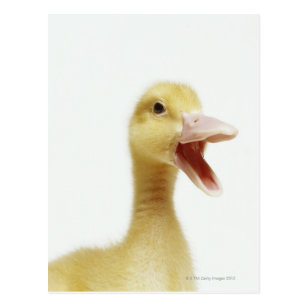 zwei niedliche Entenküken two ducklings D Ansichtskarte 3