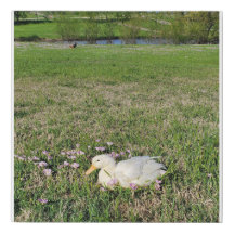 Pekin Pond
