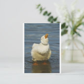 Pekin Shake Postkarte (Stehend Vorderseite)