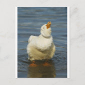 Pekin Shake Postkarte (Vorderseite)