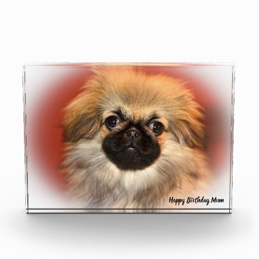 Pekinese Dog Fotoblock (Vorderseite)