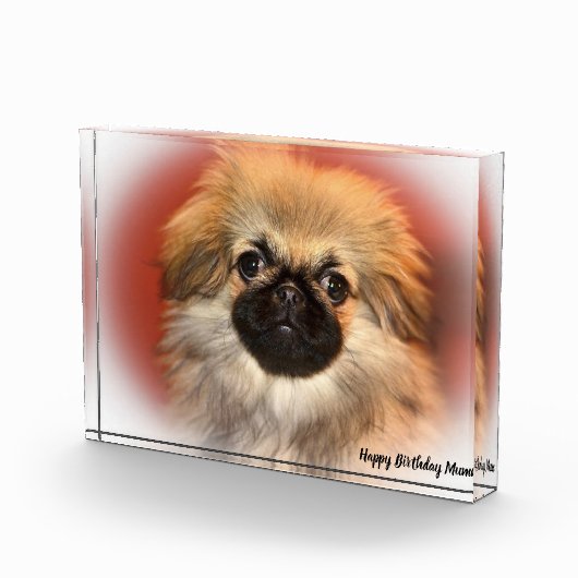 Pekinese Dog Fotoblock (Rechts)