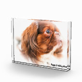 Pekinese Dog Fotoblock (Rechts)