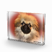 Pekinese Hund. Fotoblock (Rechts)