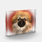Pekinese Hund. Fotoblock (Links)