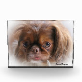 Pekinese Hund. Fotoblock (Vorderseite)