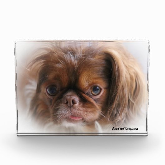 Pekinese Hund. Fotoblock (Vorderseite)