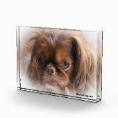Pekinese Hund. Fotoblock (Rechts)