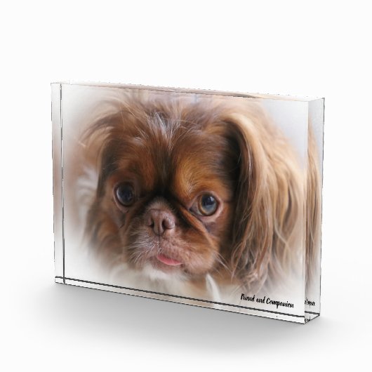 Pekinese Hund. Fotoblock (Rechts)