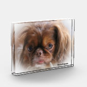Pekinese Hund. Fotoblock (Links)