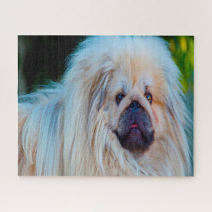 Pekinese-Hund. Puzzle