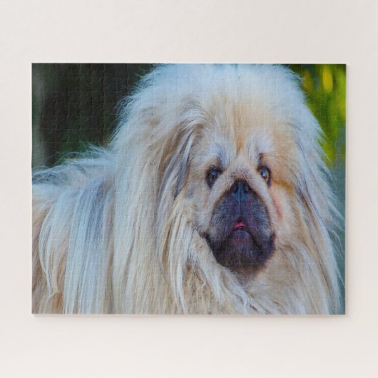 Pekinese Hund. Puzzle (Horizontal)