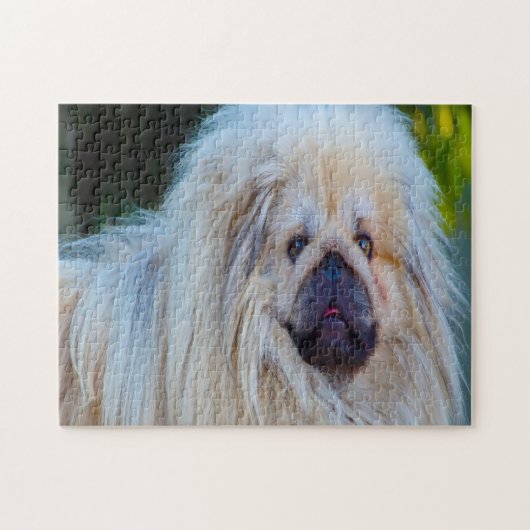 Pekinese Hund. Puzzle (Horizontal)