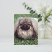 Pekinese Postkarte (Stehend Vorderseite)
