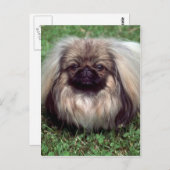 Pekinese Postkarte (Vorne/Hinten)
