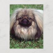 Pekinese Postkarte (Vorderseite)