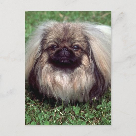 Pekinese Postkarte (Vorderseite)