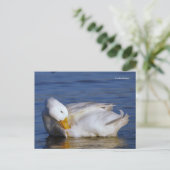 Peking Duck lächeln ein Mona Lisa Lächeln in der S Postkarte (Stehend Vorderseite)