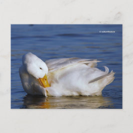 Peking Duck lächeln ein Mona Lisa Lächeln in der S Postkarte