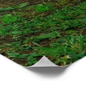 Peking Duck Poster (Ecke)