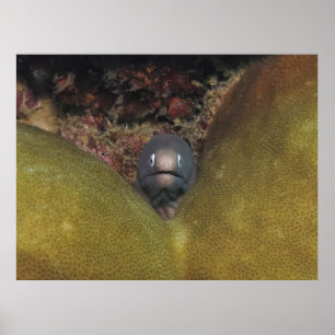 Peking Moray Poster