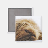 Pekinger Hund, nah Magnet (Vorderseite/Rückseite)