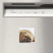 Pekinger Hund, nah Magnet (In Situ (Geschirrspüler))