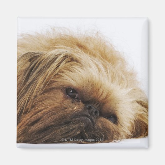 Pekinger Hund, nah Magnet (Vorne)