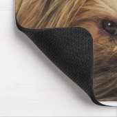Pekinger Hund, nah Mousepad (Ecke)