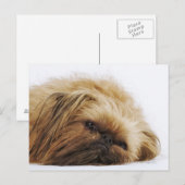 Pekinger Hund, nah Postkarte (Vorne/Hinten)