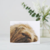 Pekinger Hund, nah Postkarte (Stehend Vorderseite)