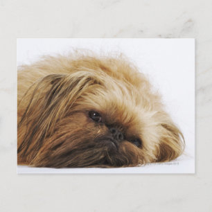 Pekinger Hund, nah Postkarte