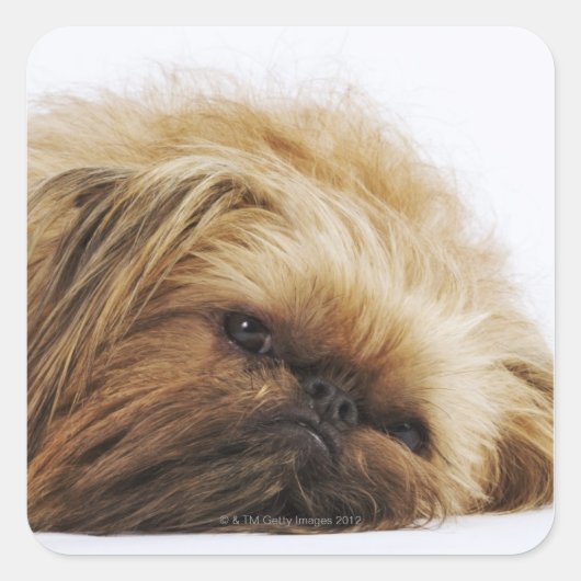 Pekinger Hund, nah Quadratischer Aufkleber (Vorderseite)