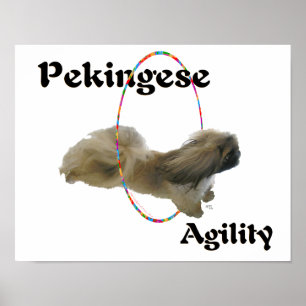 Pekingese-Agilität Poster