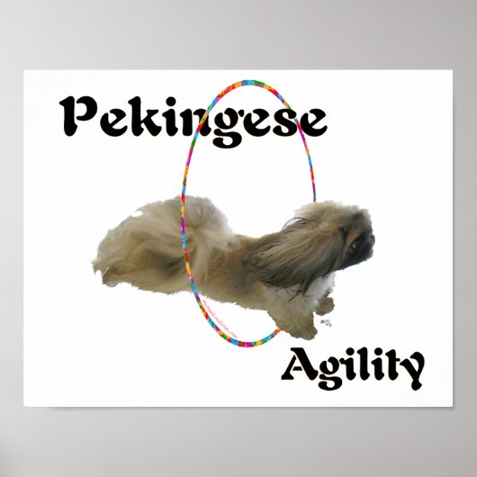 Pekingese-Agilität Poster (Vorne)