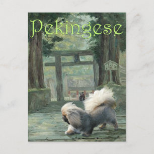 Pekingese am Orientalischen Tor Postkarte