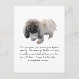 Pekingese Andenken - MÄNNLICH Postkarte