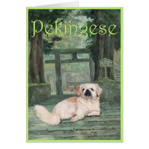 Pekingese beim Oriental Gateway