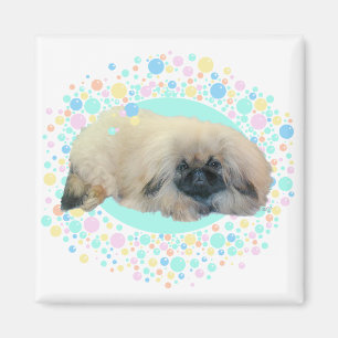 Pekingese-Blasen-Glück Magnet