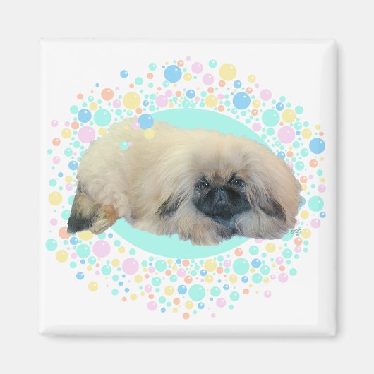 Pekingese Bubble Happy Magnet (Vorne)