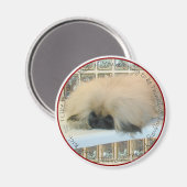 Pekingese Denken Big Magnet (Vorderseite/Rückseite)