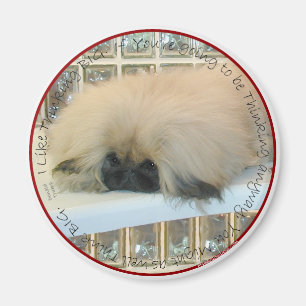 Pekingese denkt groß magnet