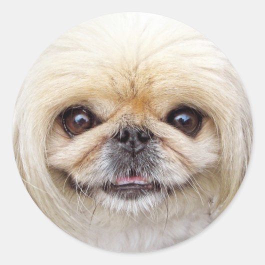 Pekingese Dog Face Runder Aufkleber (Vorderseite)